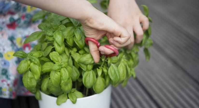 Ezért hal meg vásárlás után néhány nappal a cserepes bazsalikom: nem te csinálod rosszul