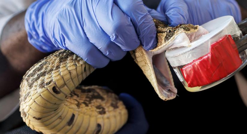 A csodálatos mRNS: kígyómarás ellen is működhet