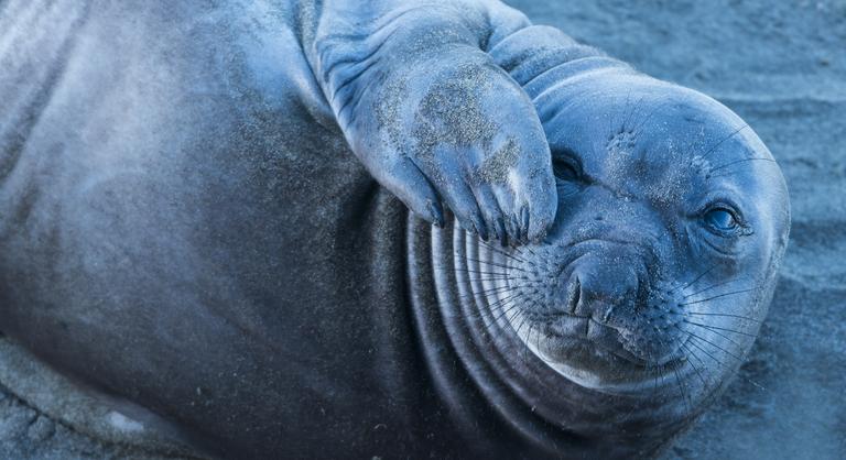 Ilyen még nem történt, fókát gázoltak egy forgalmas német főúton