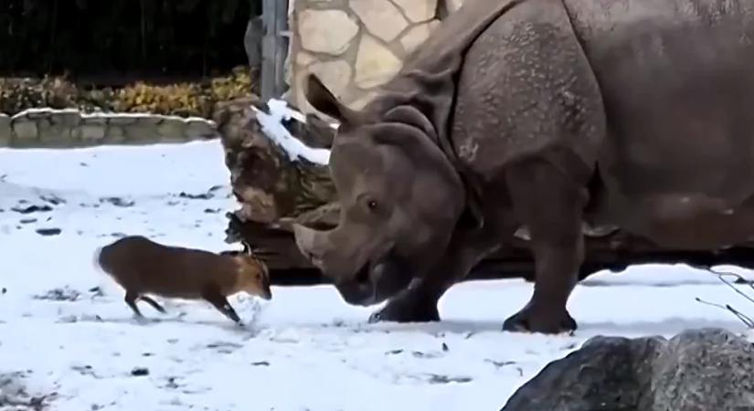 Pillanatok alatt 10 milliós nézettséget ért el ez a videó