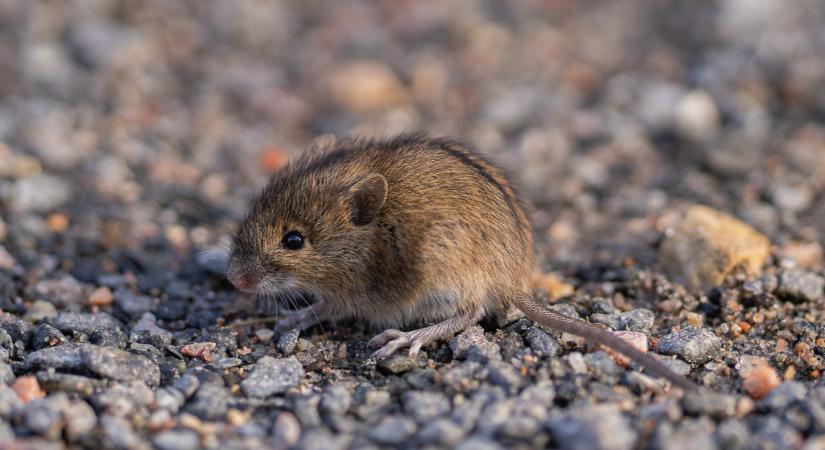 Óriási blama, egértanya lett a legendás luxushotel: undorító dologról számoltak be a dúsgazdag vendégek