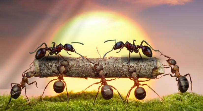 Lóhangyák a falban: miért veszélyeztetettebbek a könnyűszerkezetes házak?