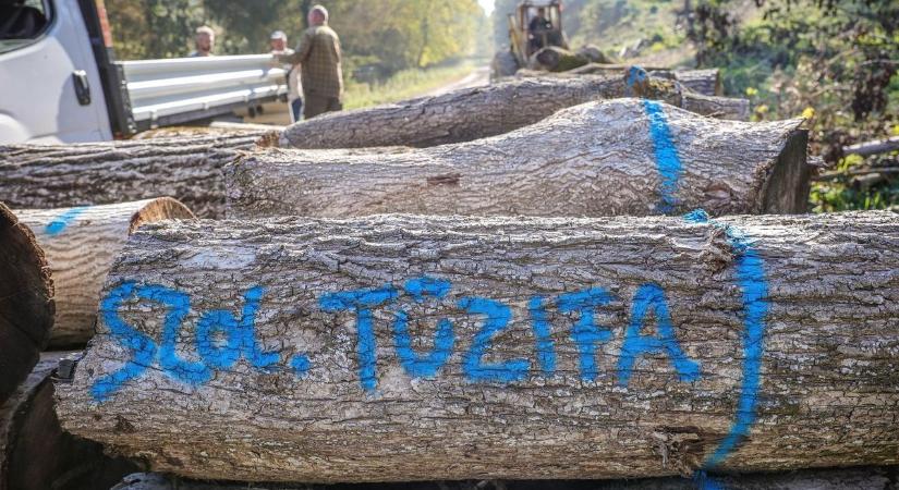 Így lopjuk mi a fát Somogyban télvíz idején