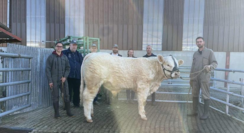 Magyar bírálók döntöttek a díjazott Charolais-tenyészállatokról