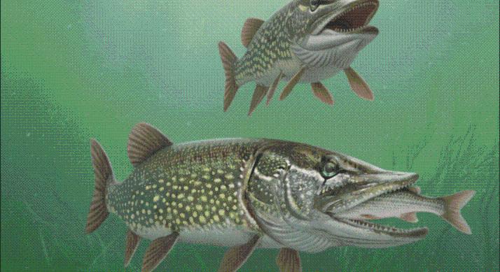 Ingatlanügylet vagy geopolitikai rémálom – A szövetségesed a földedre pályázik?