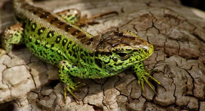 A fürge gyík lett az idei év hüllője