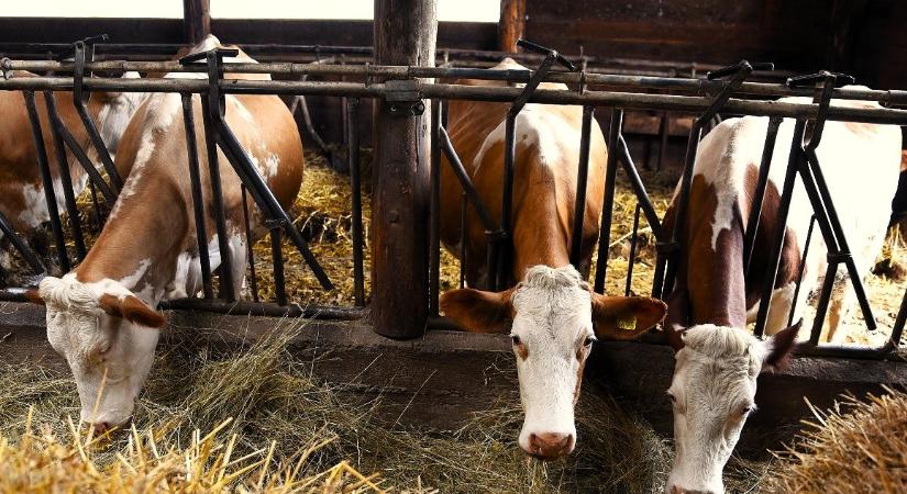 Nemcsak múlt, hanem jövő is: miért versenyképes ma a pirostarka szarvasmarha?
