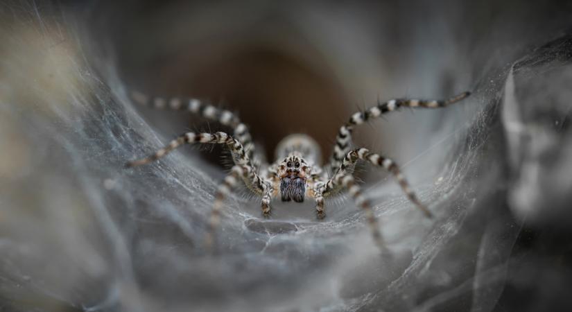 Ki nem találod, mi a világ leghalálosabb állata: itthon is őshonos, rettenetes kórokat terjeszt