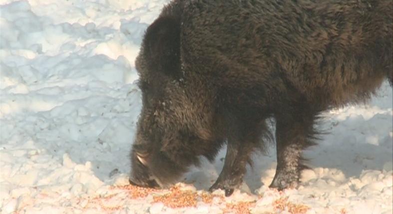 Újabb vaddisznókban azonosította az ASP vírusát a Nébih