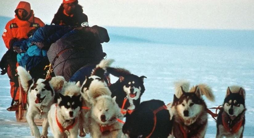 Száműzték a kutyákat az Antarktiszról, mutatjuk az okát