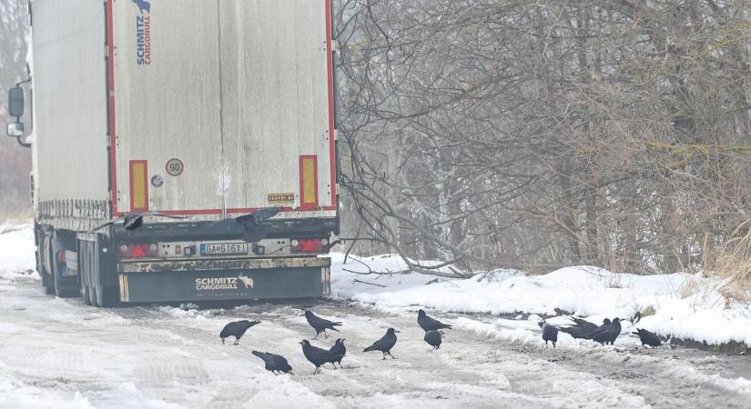 Vetési varjak tartják rettegésben az autók vezetőit Tolna vármegyében (képgaléria)