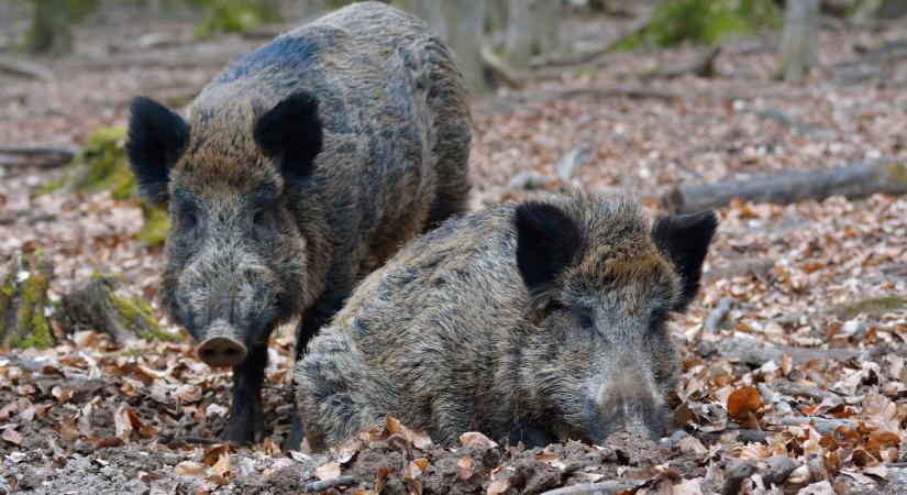 Újra megjelent itthon a járvány: Horvátországból juthatott be hozzánk