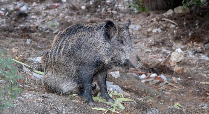 Nincs megállás? Újabb egyedekben azonosították a sertéspestist
