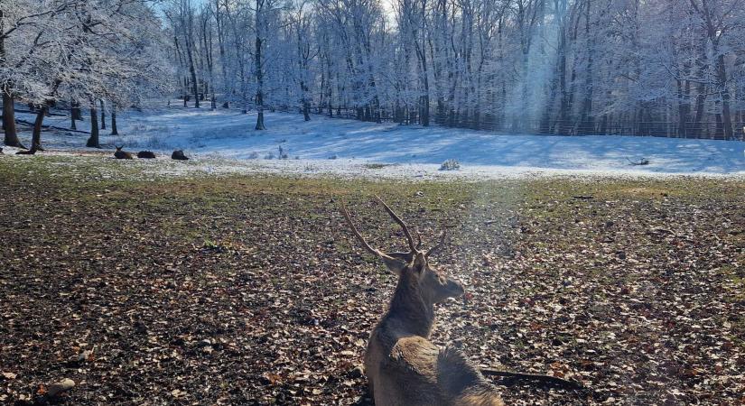 Egy látogató kesztyűje miatt pusztult el a marosvásárhelyi állatkert egyik szarvasa