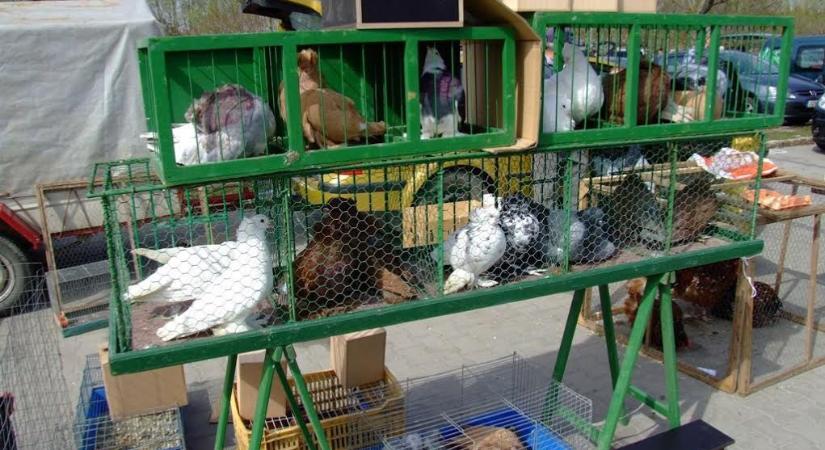 Kisállatvásár Kecskeméten