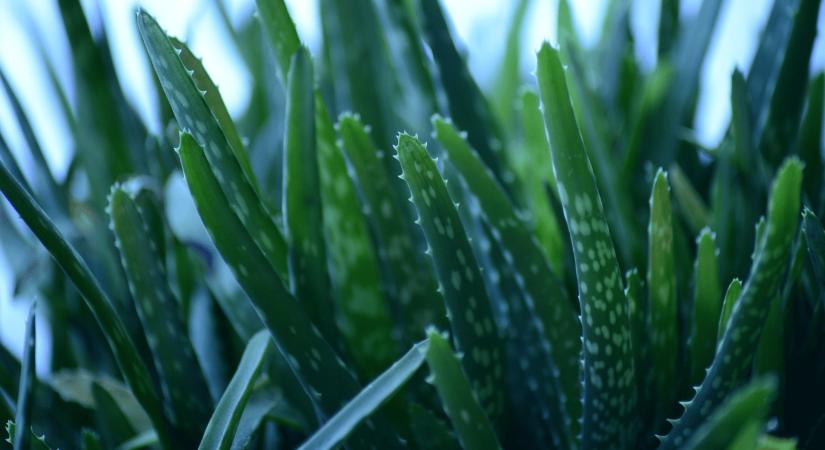 Az Aloe verát a feldarabolt levelek elültetésével lehet szaporítani?