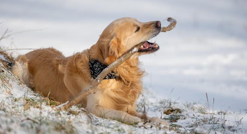 30 percig küzdött a jeges vízben egy golden retriever – igazi mentőakció zajlott érte