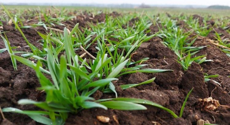 Mit vetünk tavasszal? Már az ugar sem eszement ötlet