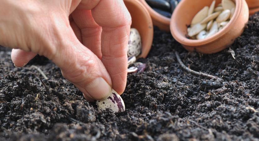 Borbás Marcsi tanácsai: így tedd rendbe a vetőmagokat még a szezon előtt