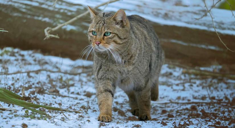 A vadmacska csendben visszatér: egyre több fotó készül az „erdők szelleméről” Európában
