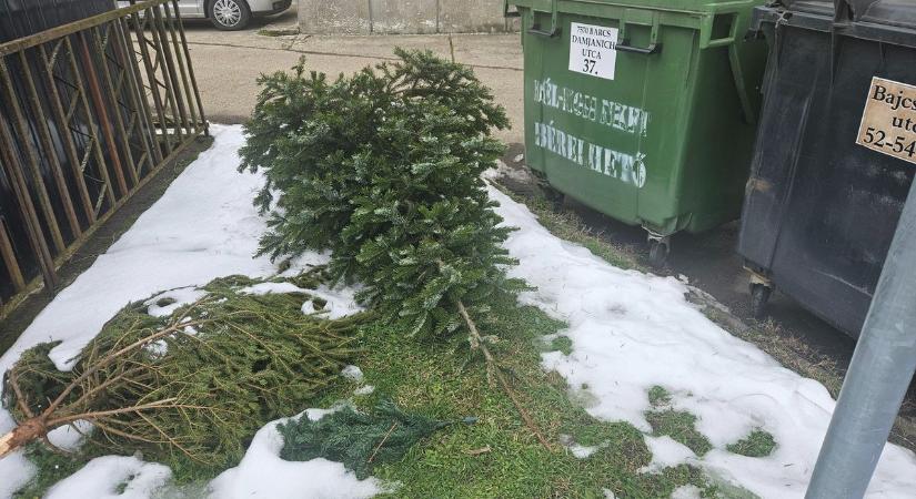 Upsz, ez itt maradt! - lassan elkopnak azért a karácsonyfák Barcsról