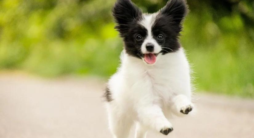 Gazdik és tartók: egy kutyapiszoknyi különbség...