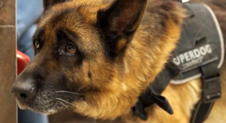 Szívszorító történetek és különleges esetek jönnek a TV2 új állatorvosi realityjében