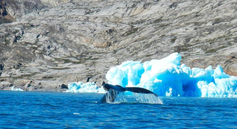 A Moody's diplomáciai megoldást valószínűsít Grönland ügyében