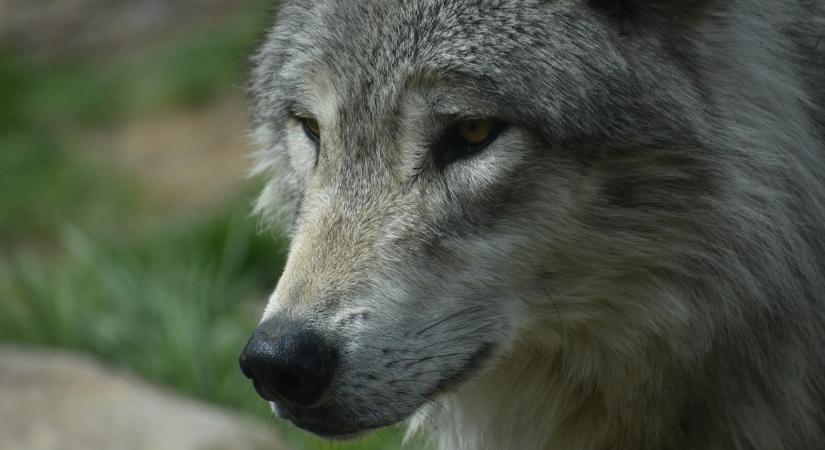 Jégkorszaki farkas múmiája segített megoldani egy kihalt állat rejtélyét