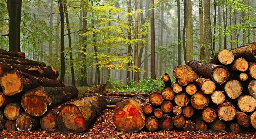 EUTR-teendők januárban: adminisztráció, ami nem halogatható