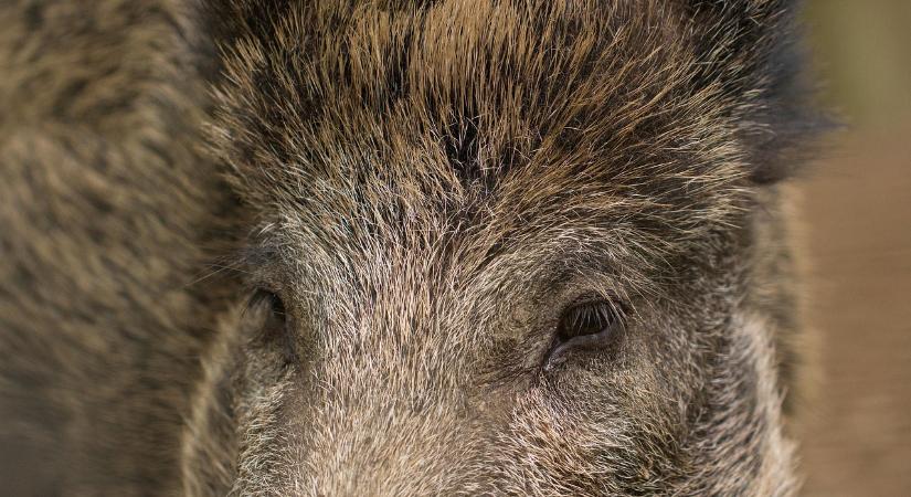 A Nébih további vaddisznókban igazolta az afrikai sertéspestis vírusát