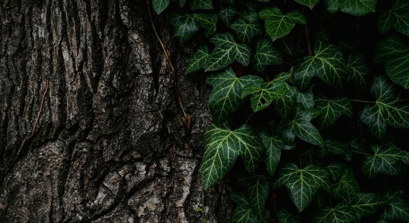 EUTR-kötelezettségek év elején