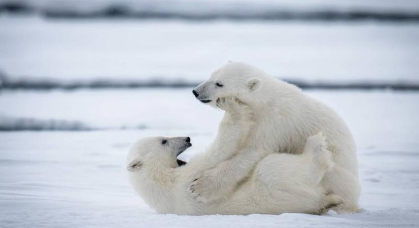 Ezt művelték a karácsonyfával a Nyíregyházi Állatpark jegesmedvebocsai – Vicces videón a játékuk