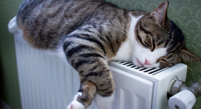 Az ilyen típusú radiátoron könnyen megsérülhet a macska