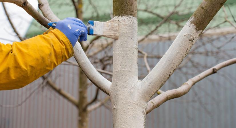 Gyümölcsfa törzsmeszelés januárban – így előzd meg a kéregrepedést