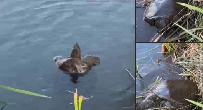 Hüllő garázdálkodik Debrecen víztározójában