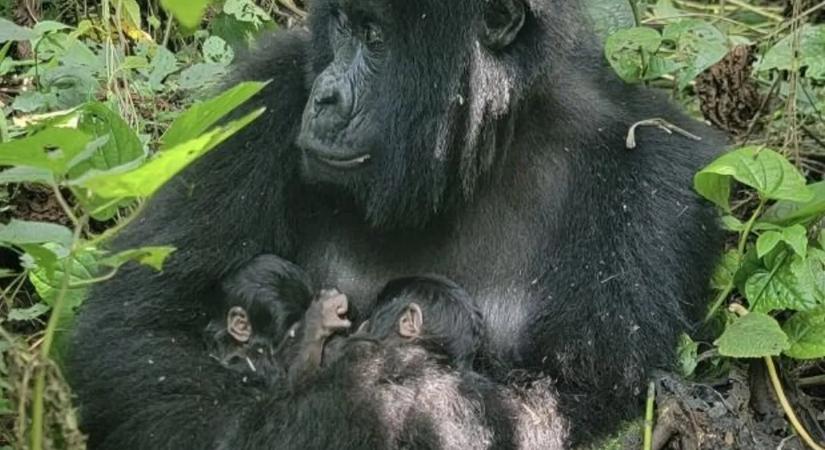 Kihalófélben lévő majomikrek születtek, de élet-halál harcot vívnak – elképesztő videó a kicsikről