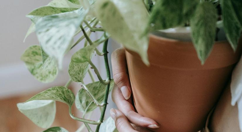 Mi történik, ha beszélsz a növényeidhez?