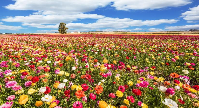 Ekkor ér véget a tél, így robban be a tavasz az évtized leghidegebb tele után majd hazánk területén?