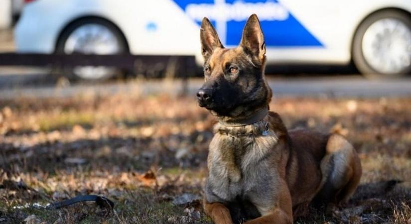 A gazdi szeme fényéből a társadalom megbecsült tagja válhat