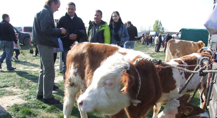 A túlélés határán a hazai tejágazat: minden egyes litert 100 forint veszteséggel állítanak elő