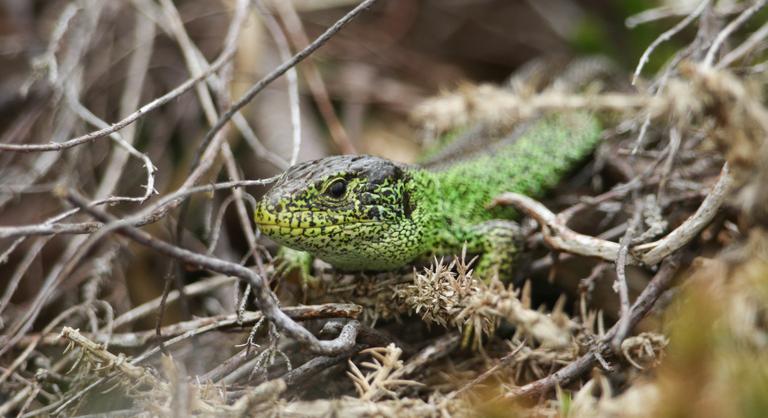 Leesett a farka a döbbenettől, mert ő lett az év legjobbja