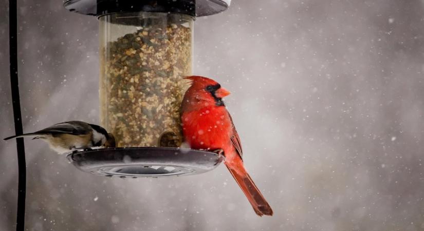 Téli madáretetés: ezeket az ételeket soha ne tedd ki az etetőbe