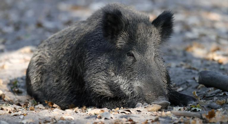 Horvátországból terjedt át a súlyos fertőzés, figyelmeztet a Nébih