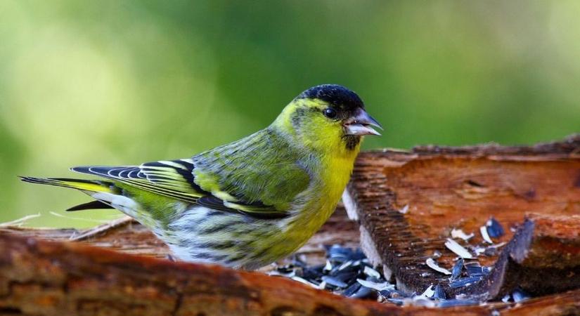 Egyre ritkább vendég a csíz