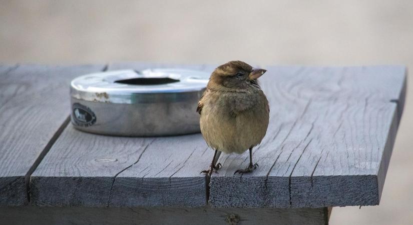 54 év után letette a cigit – ez kellett a kőkemény döntéshez
