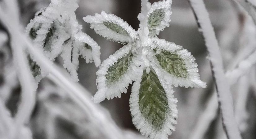 Eltűnt a zúzmara, de Tés még tartogatott téli csodát (képek  videó)