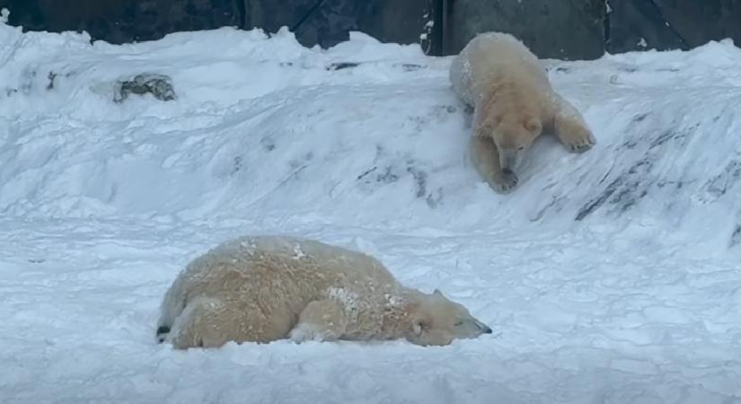 Világhírűek lettek a nyíregyházi állatkert jegesmedve bocsai