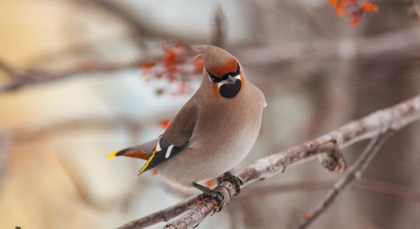 Magyarország madarai: meglepően sokszínű világ vesz körül minket