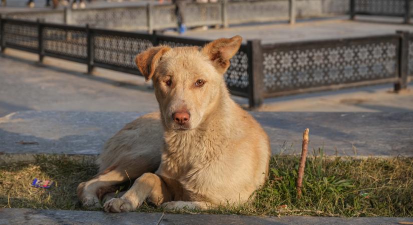 Ők a világ leghűségesebb kutyái: az egyikük 14 évig őrködött gazdája sírja mellett